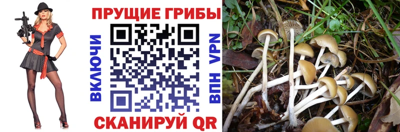 blacksprut рабочий сайт  Верхний Уфалей  Псилоцибиновые грибы Cubensis 